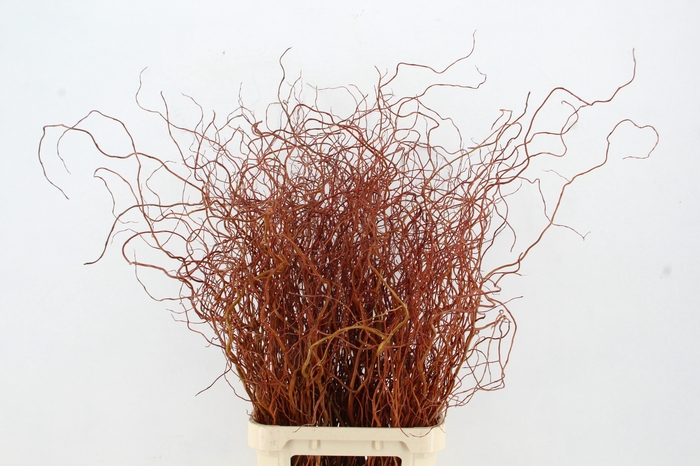 <h4>SALIX GOLDEN CURLS</h4>