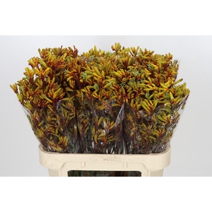 Anigozanthos Gold Fever