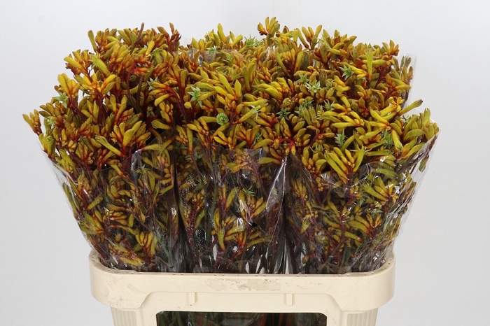 <h4>Anigozanthos Gold Fever</h4>