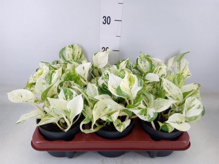 <h4>Epipremnum pinn. 'Happy Leaf'</h4>