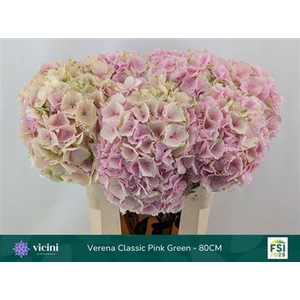 Hydr M Verena Champagne Cl Extra