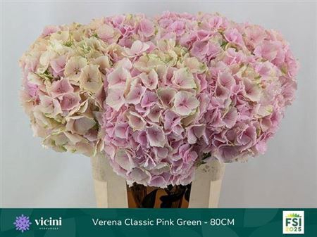 <h4>Hydr M Verena Champagne Cl Extra</h4>