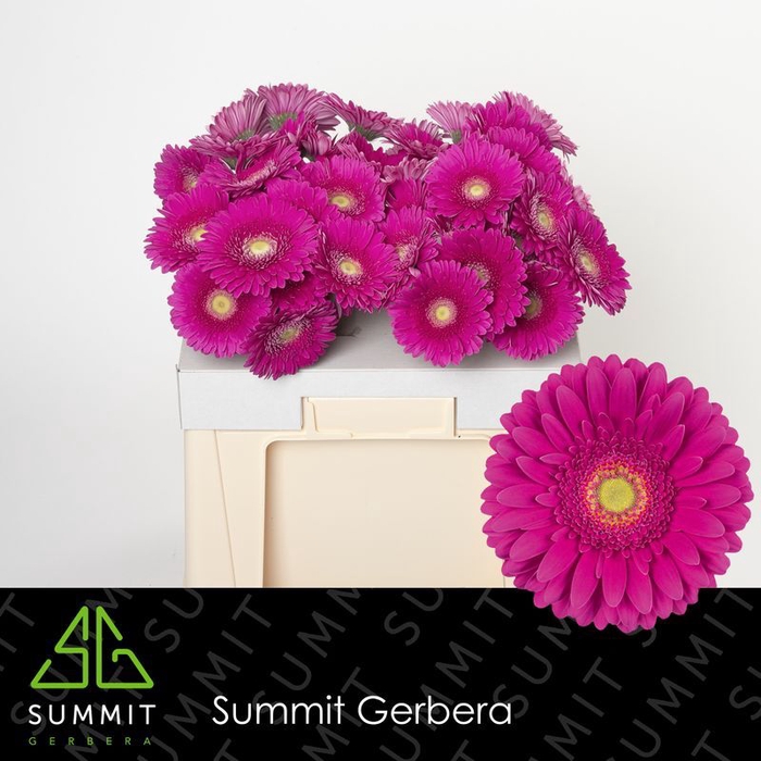 <h4>Gerbera Flamenco Water</h4>