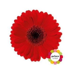 Germini Suri Diamond per kaart