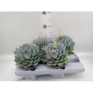 Pachyphytum  'Corvus'