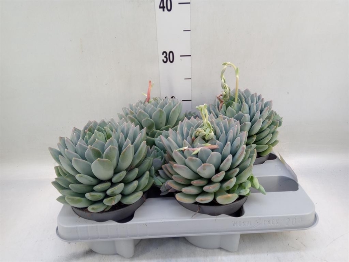 <h4>Pachyphytum  'Corvus'</h4>