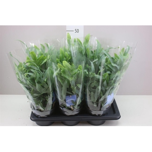 Phlebodium Aureum Blue Star