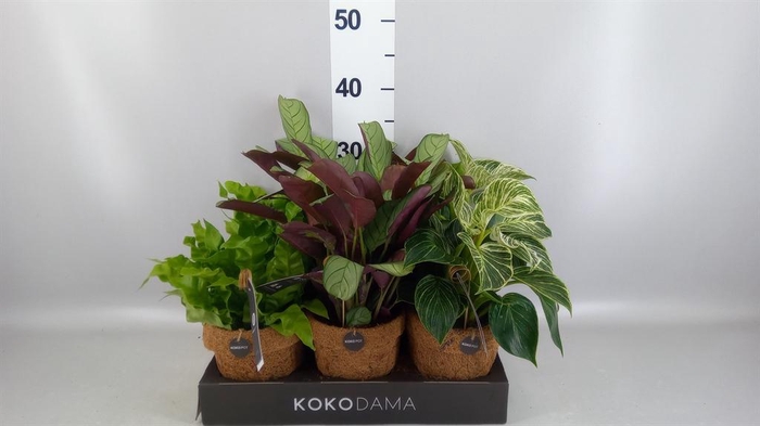 <h4>Planten Groen ...mix 6</h4>