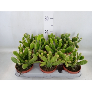 Opuntia