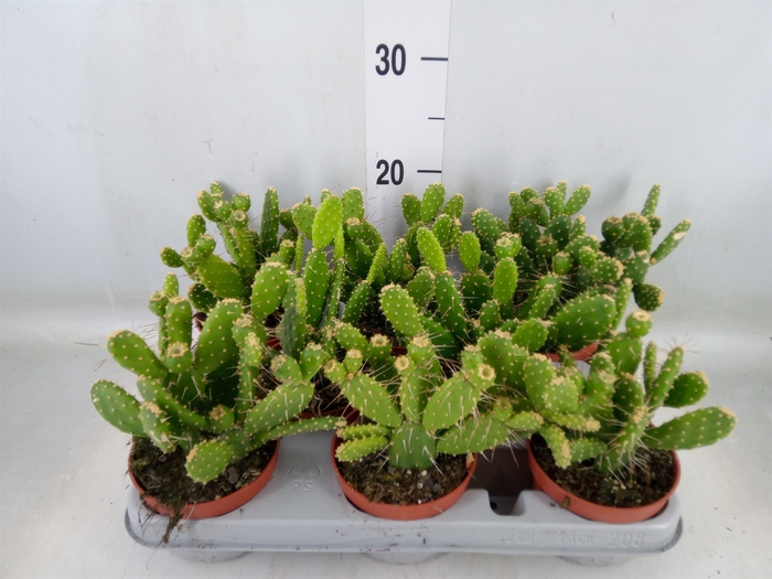 <h4>Opuntia</h4>