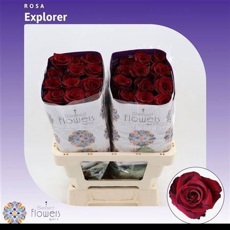 <h4>R Gr Explorer Ec</h4>