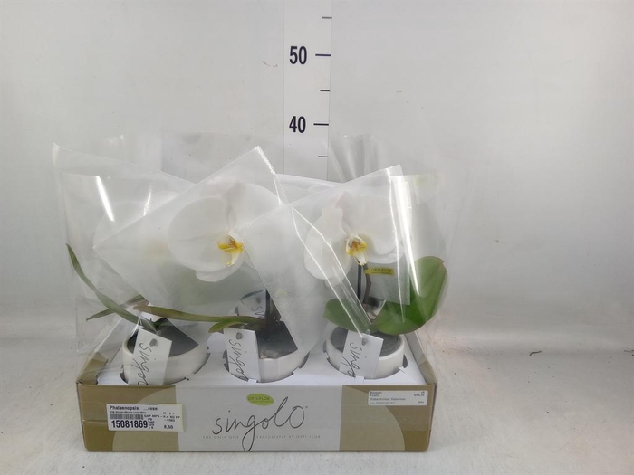 <h4>Phalaenopsis ...rose</h4>