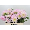 Dahlia Sweet Nathalie