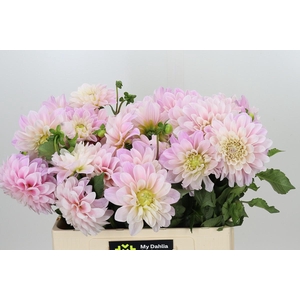Dahlia Sweet Nathalie