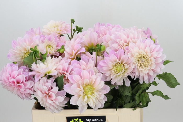 <h4>Dahlia Sweet Nathalie</h4>