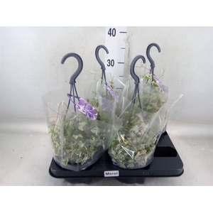 Ceropegia linearis 'Merel'