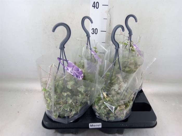 <h4>Ceropegia linearis 'Merel'</h4>