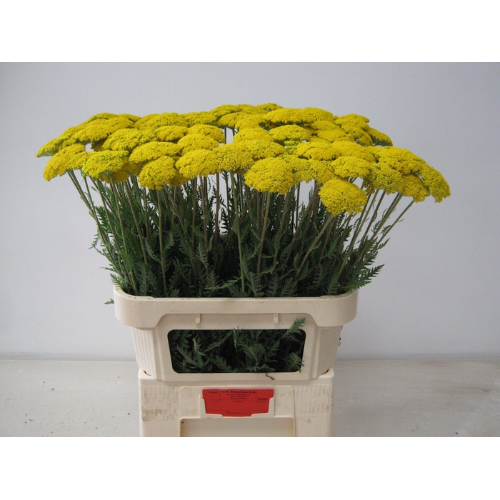 <h4>ACHIL F PARK VARIETY</h4>