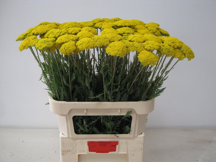 <h4>Achillea F Park Variety Akershoek</h4>