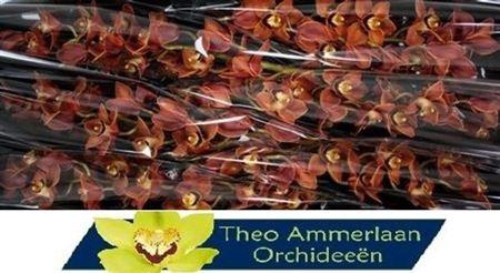 <h4>Cymb T Manon</h4>