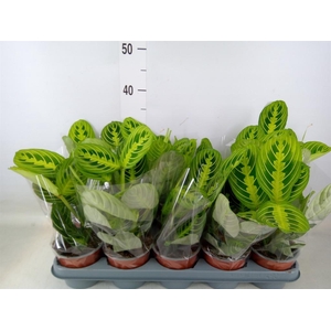 Maranta leuc. 'Lemon'