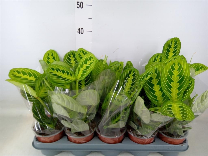 <h4>Maranta leuc. 'Lemon'</h4>