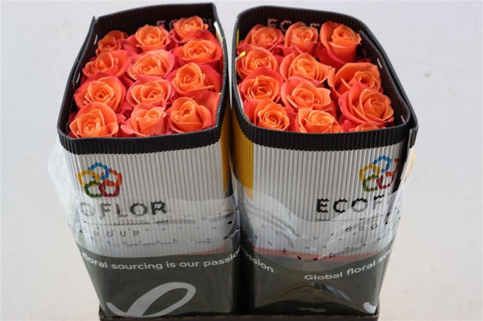 <h4>R Gr Orange Party@</h4>