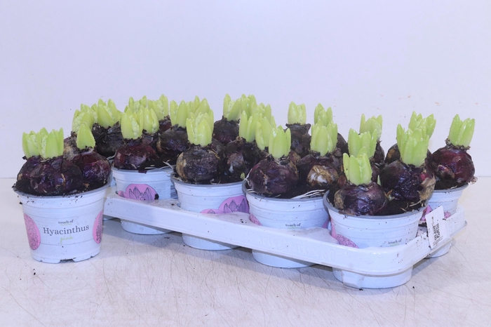 <h4>HYACIN FONDANT</h4>