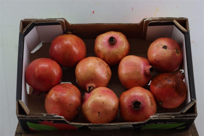 <h4>Sier Granaatappel Red Orange X10 P Box</h4>