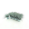 Festuca glauca 'Compacta Blue'