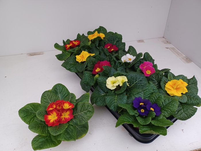 <h4>Prim Ac Gem</h4>