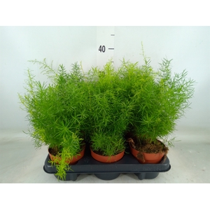 Asparagus dens. 'Sprengeri'