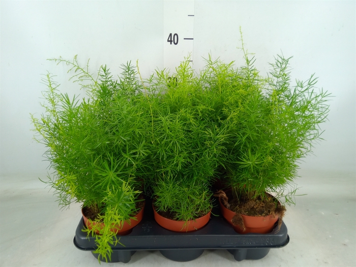 <h4>Asparagus dens. 'Sprengeri'</h4>