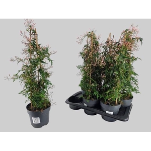 JASM POLYANTHUM WIT
