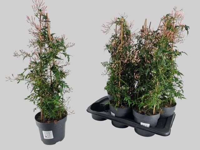 <h4>JASM POLYANTHUM WIT</h4>