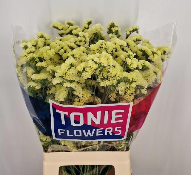 <h4>LIM S YELLO SUN BIRD</h4>