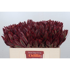 Leucadendron Jester