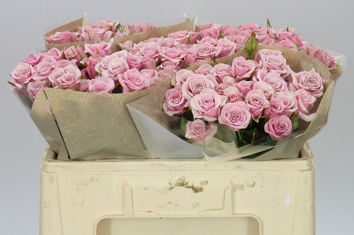 <h4>Rosa Tr Leila</h4>
