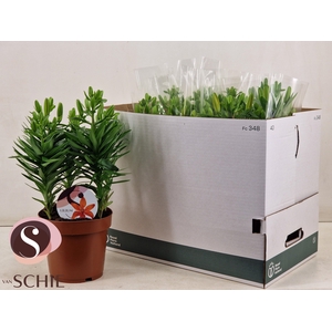 LIL AS ORANGE MATRIX