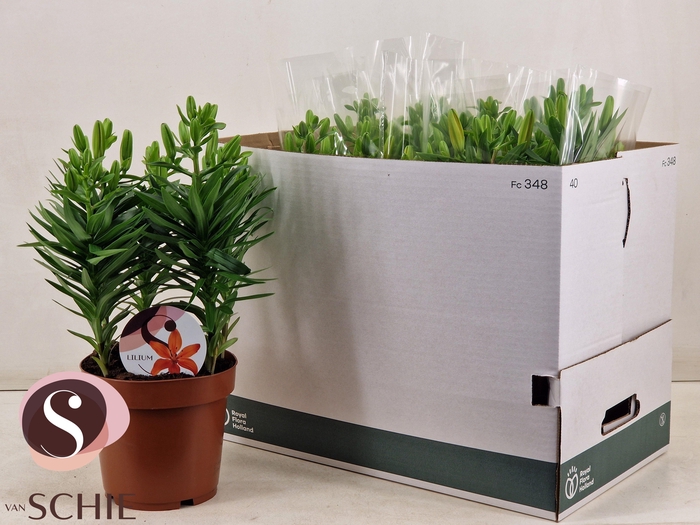 <h4>LIL AS ORANGE MATRIX</h4>