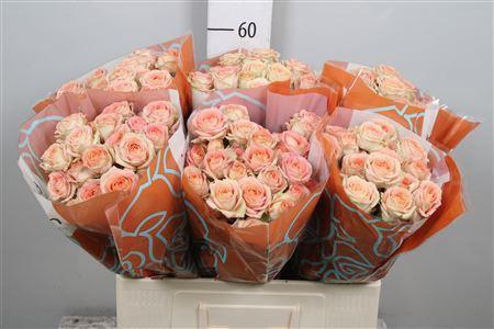 Rosa TR 'Azore' BRAAM