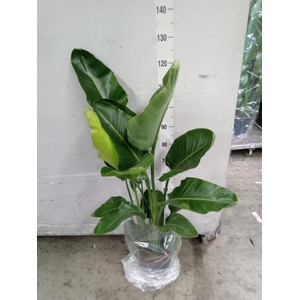 Strelitzia nicolai