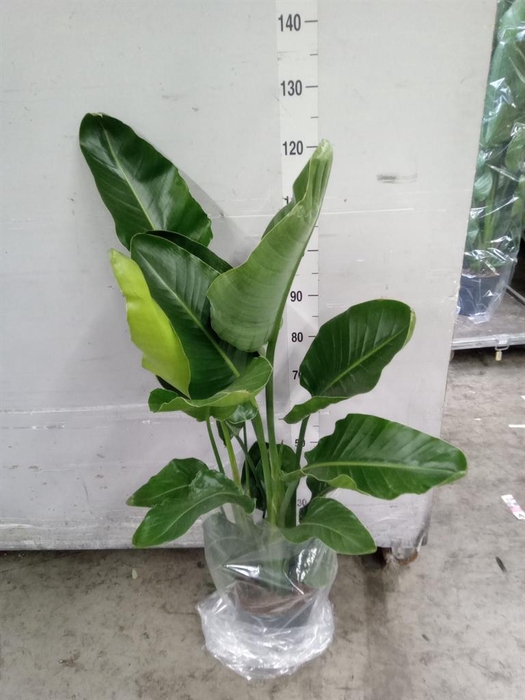 <h4>Strelitzia nicolai</h4>