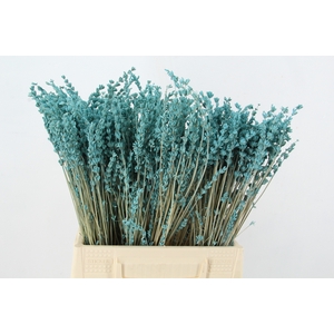 PF Lavender Bs Light Blue