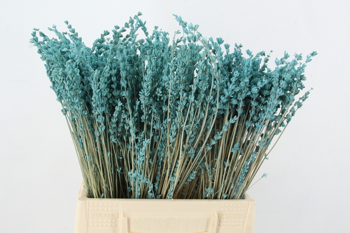 <h4>PF Lavender Bs Light Blue</h4>