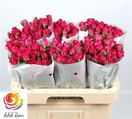 <h4>R Tr Alicia</h4>