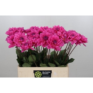 Dahlia DE 'Onesta'