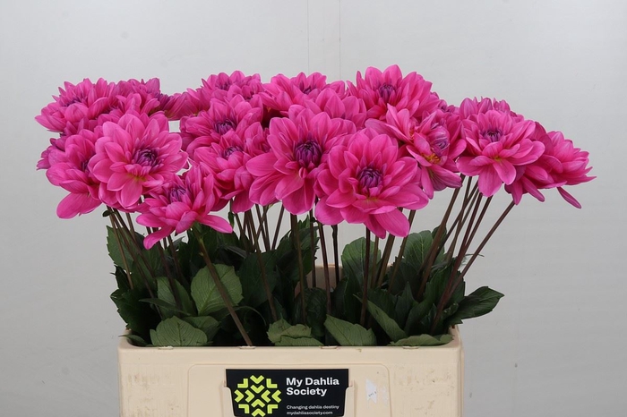 Dahlia DE 'Onesta'