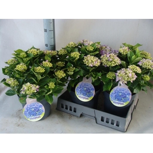 Hydrangea mac.