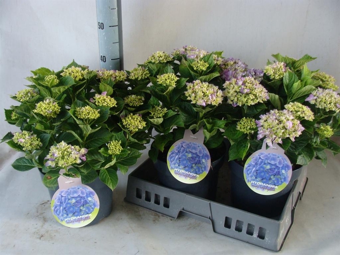 <h4>Hydrangea mac.</h4>